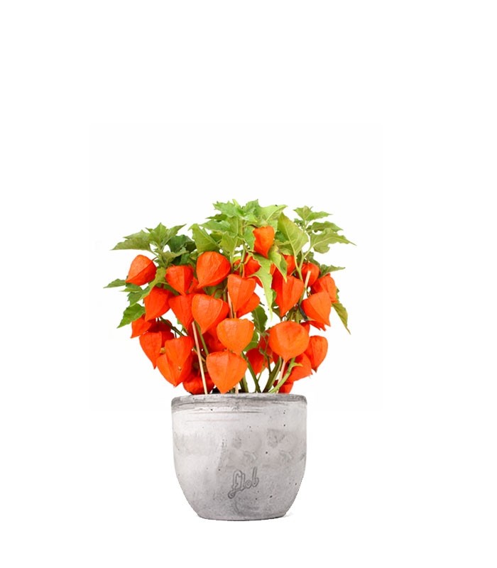 Physalis alkekengi | Lanterne cinesi