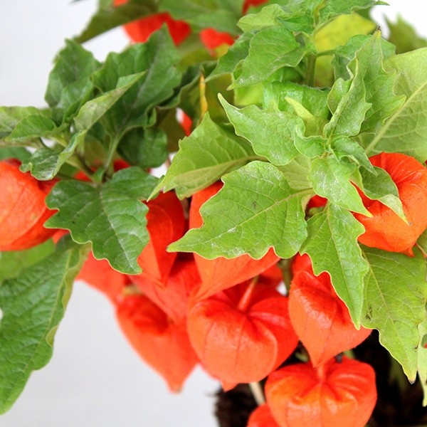 Physalis alkekengi | Lanterne cinesi