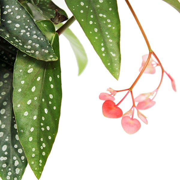 Begonia Tamaya