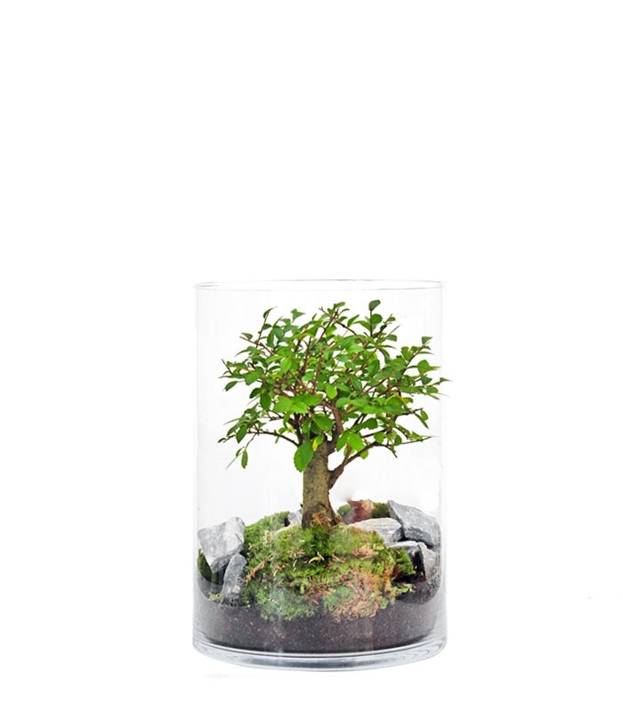 Olmo Bonsai in terrario