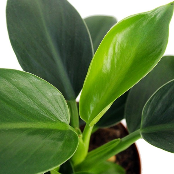 Filodendro Green Princess