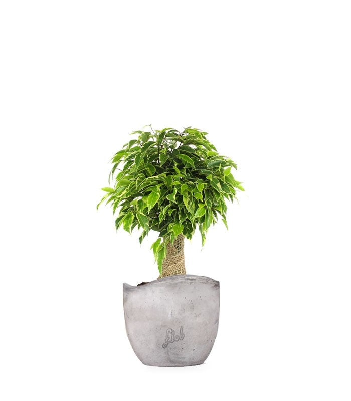Ficus benjamin - tronchetto