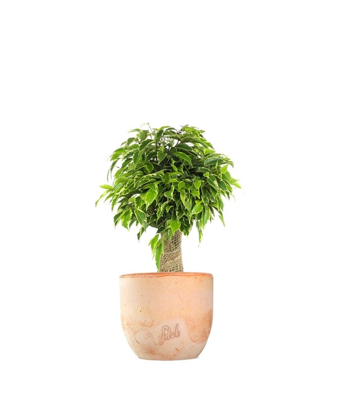Ficus benjamin - tronchetto