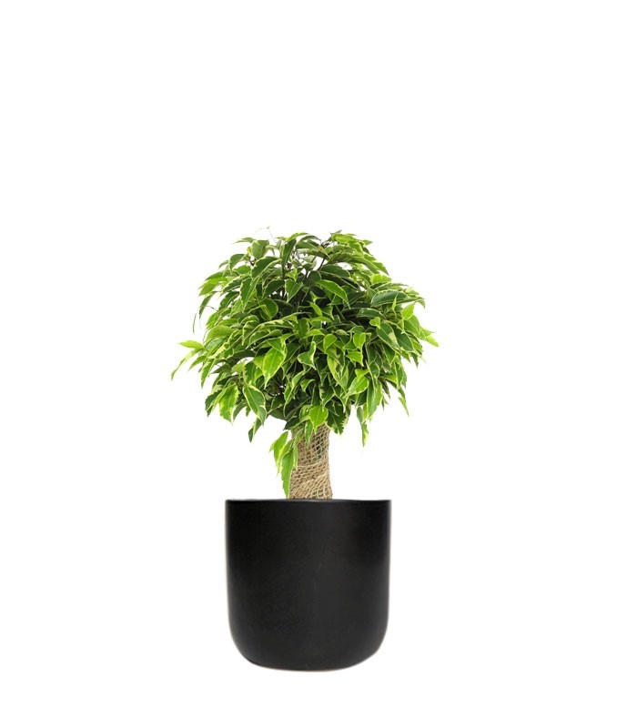 Ficus benjamin - tronchetto