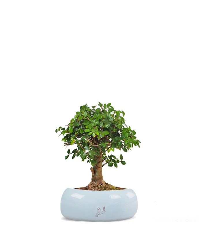 Olmo zelkova alberello