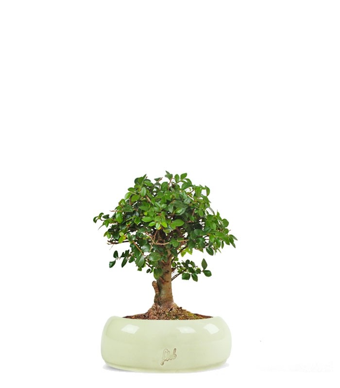 Olmo zelkova alberello