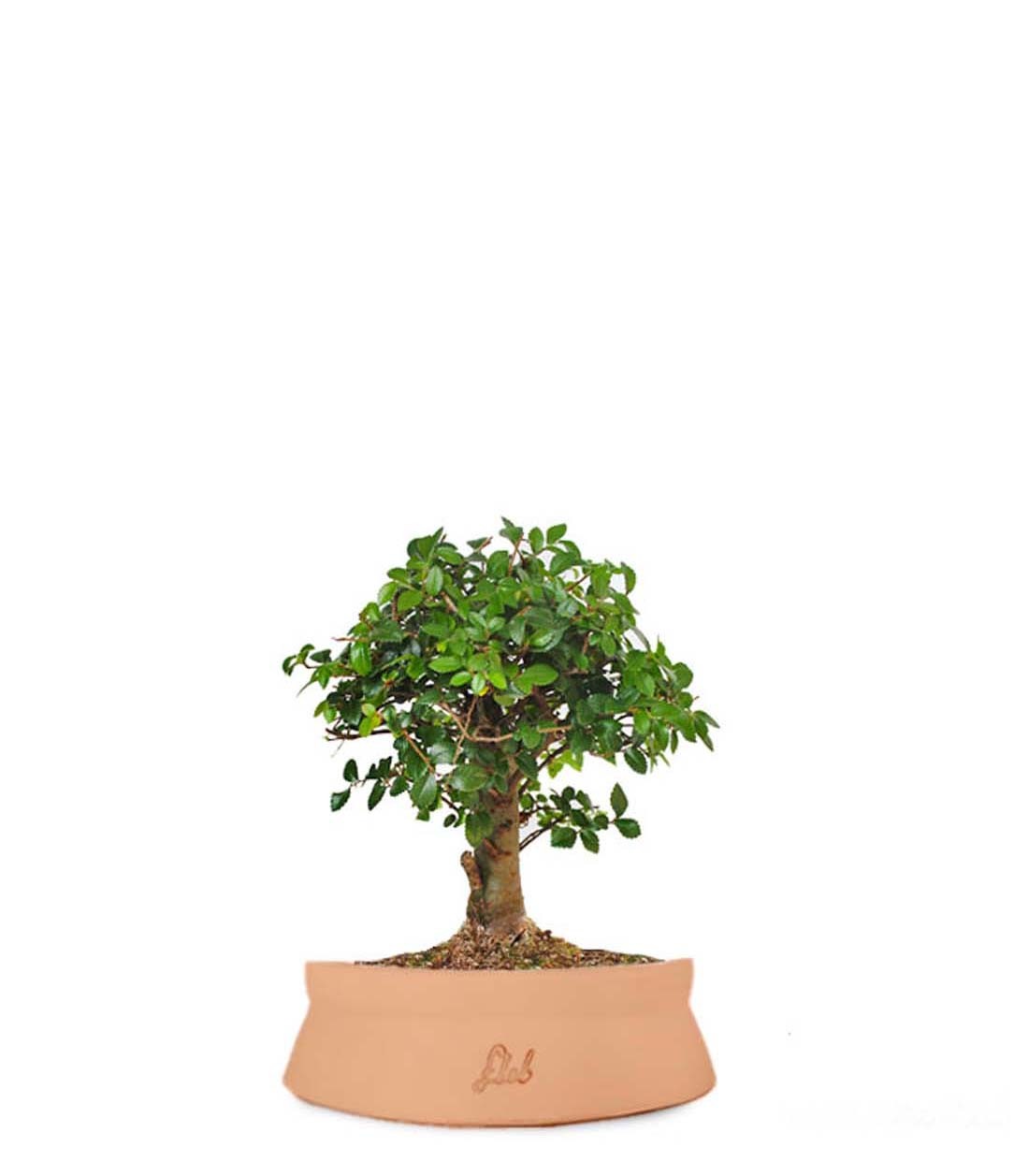 Olmo zelkova alberello