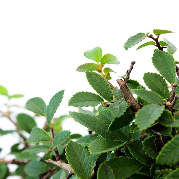 Olmo zelkova alberello