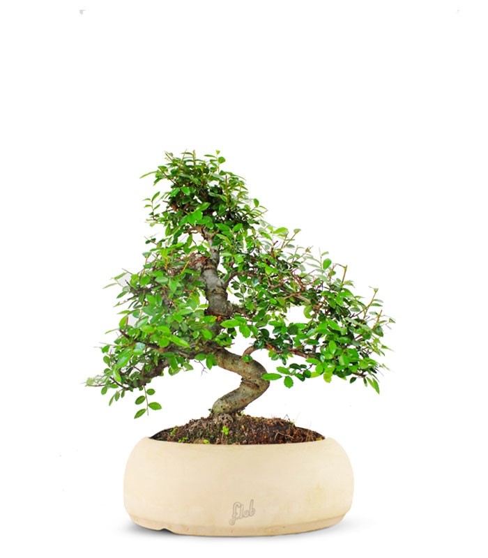 Olmo bonsai M
