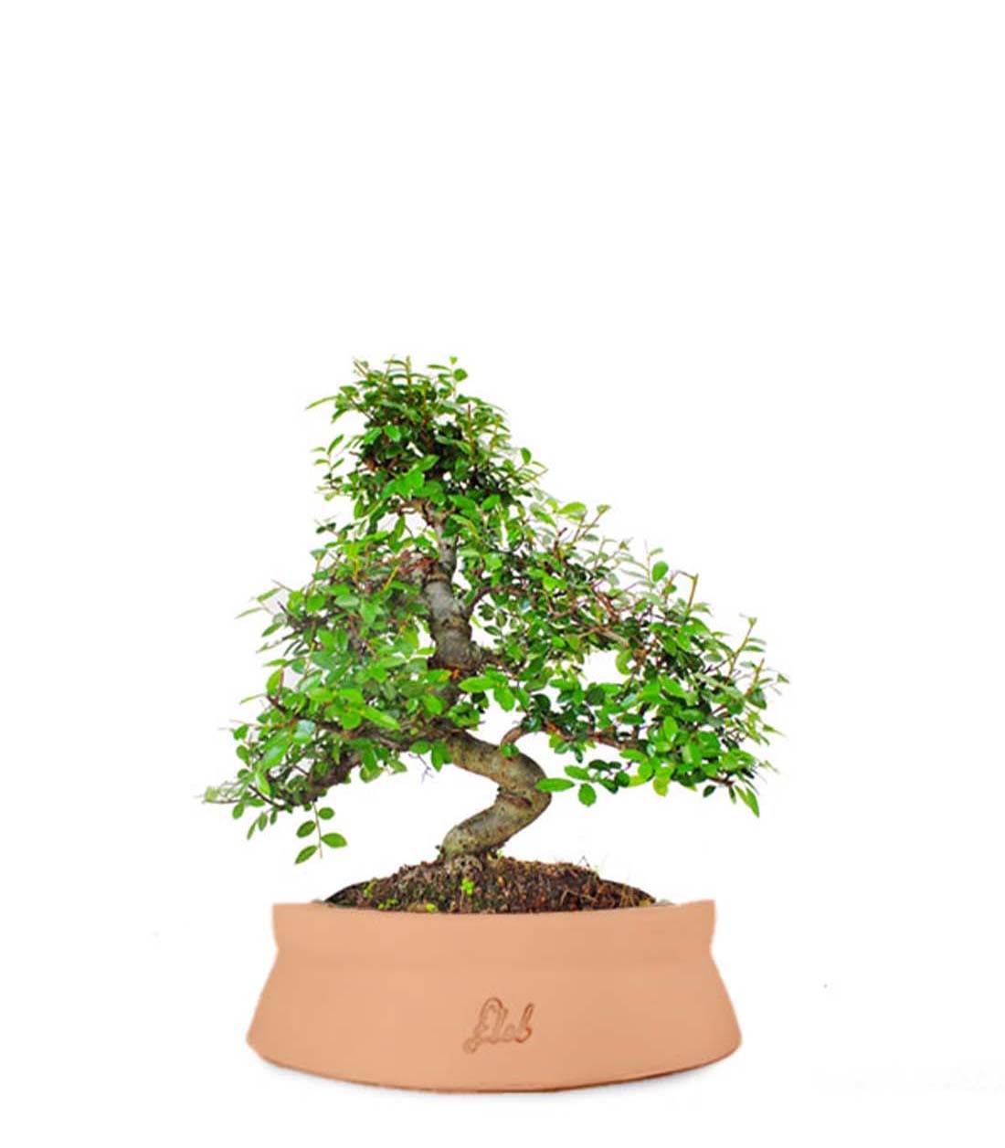 Olmo bonsai M