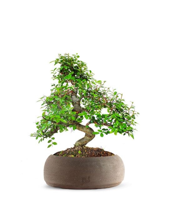Olmo bonsai M