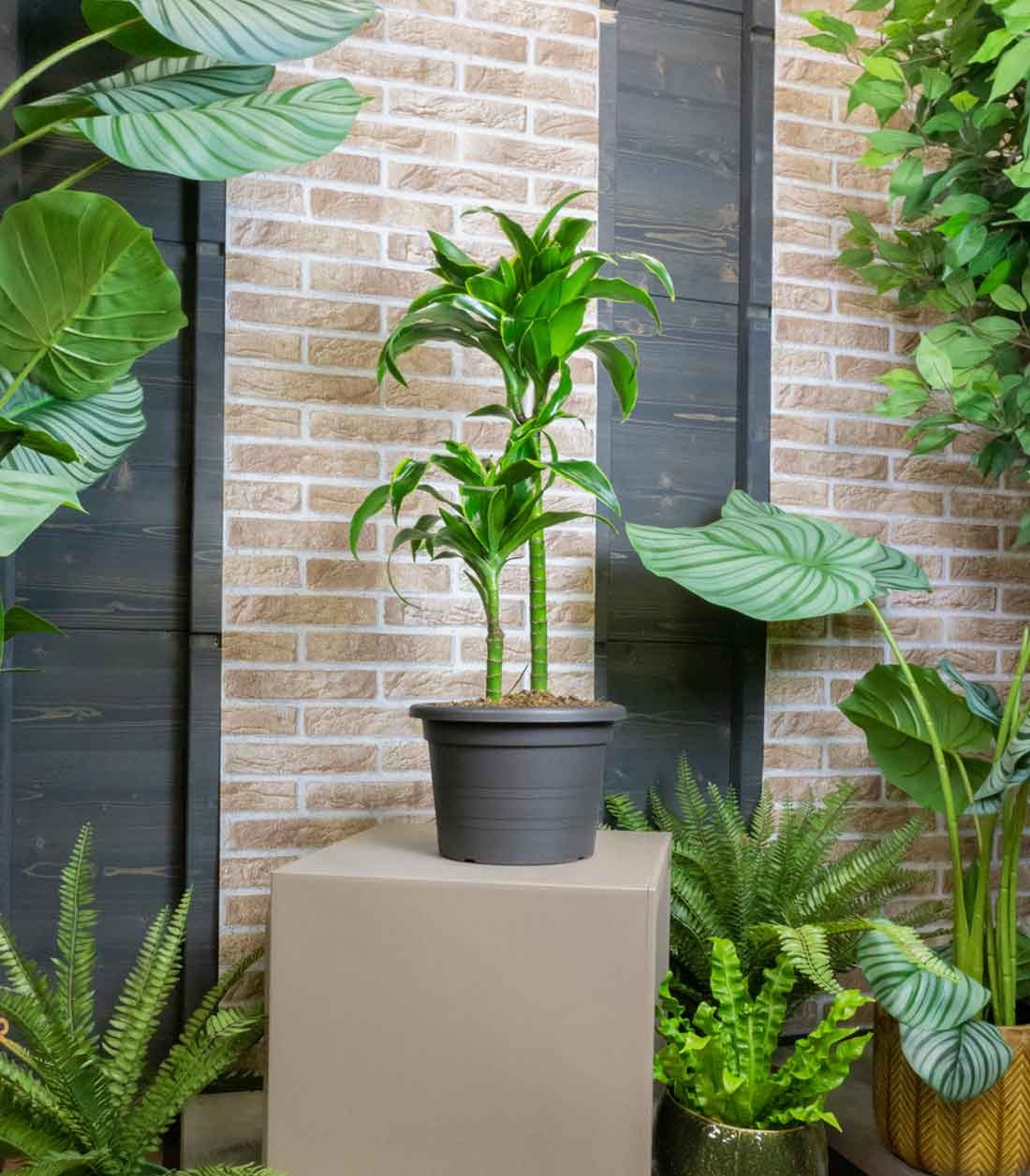 Dracena