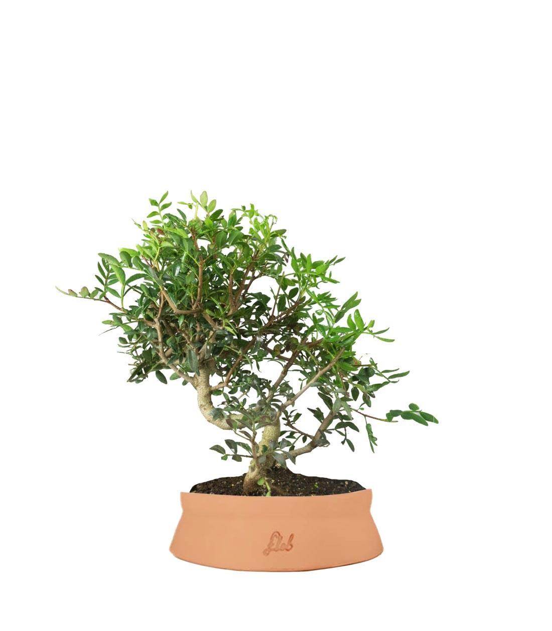 Pistacia Lentisco