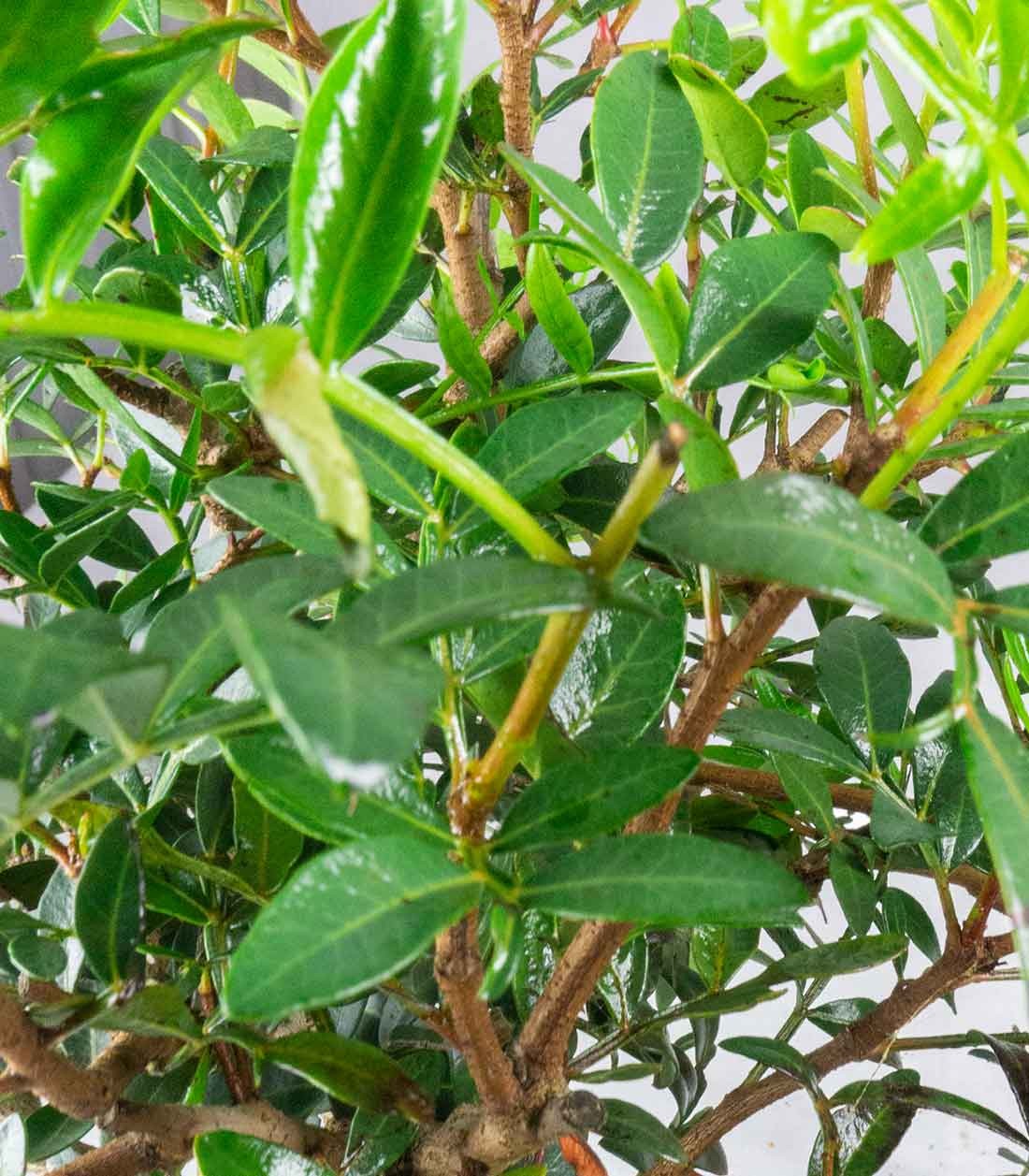 Pistacia Lentisco