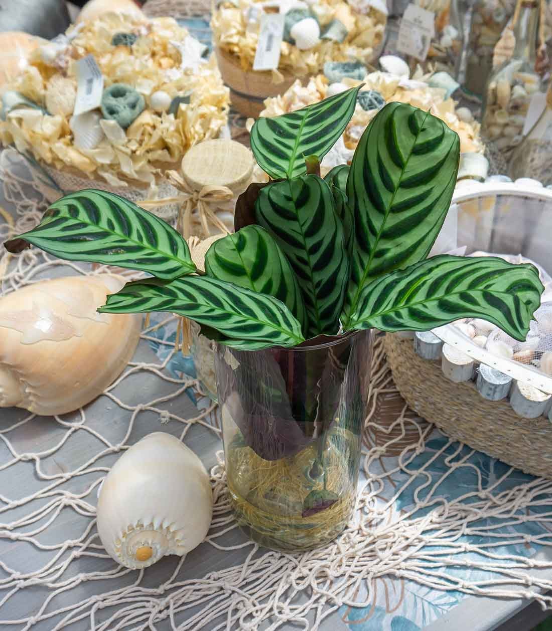 Calathea idroponica