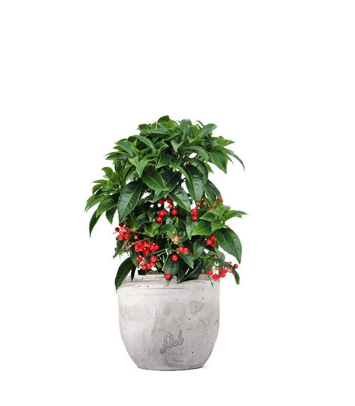 Ardisia