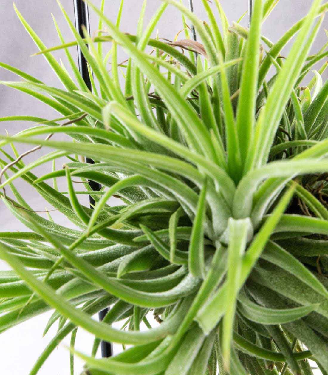 Tillandsia con supporto in ferro