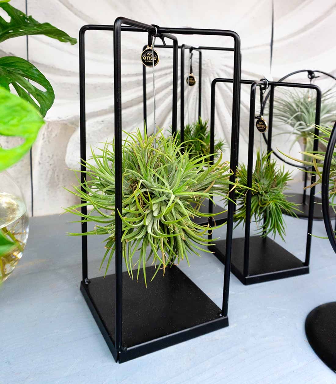 Tillandsia con supporto in ferro