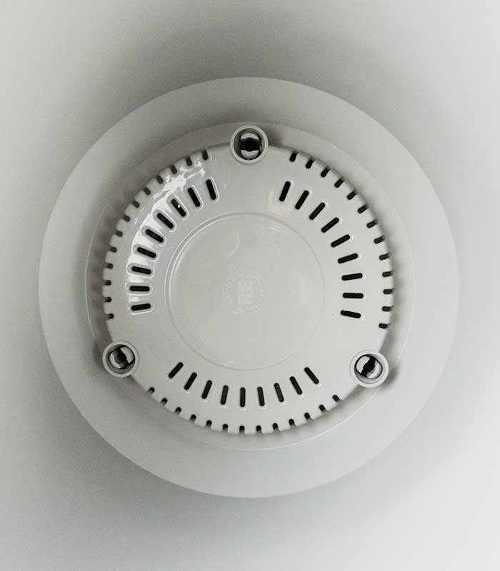 Polyscias Scutellaria | 85 cm