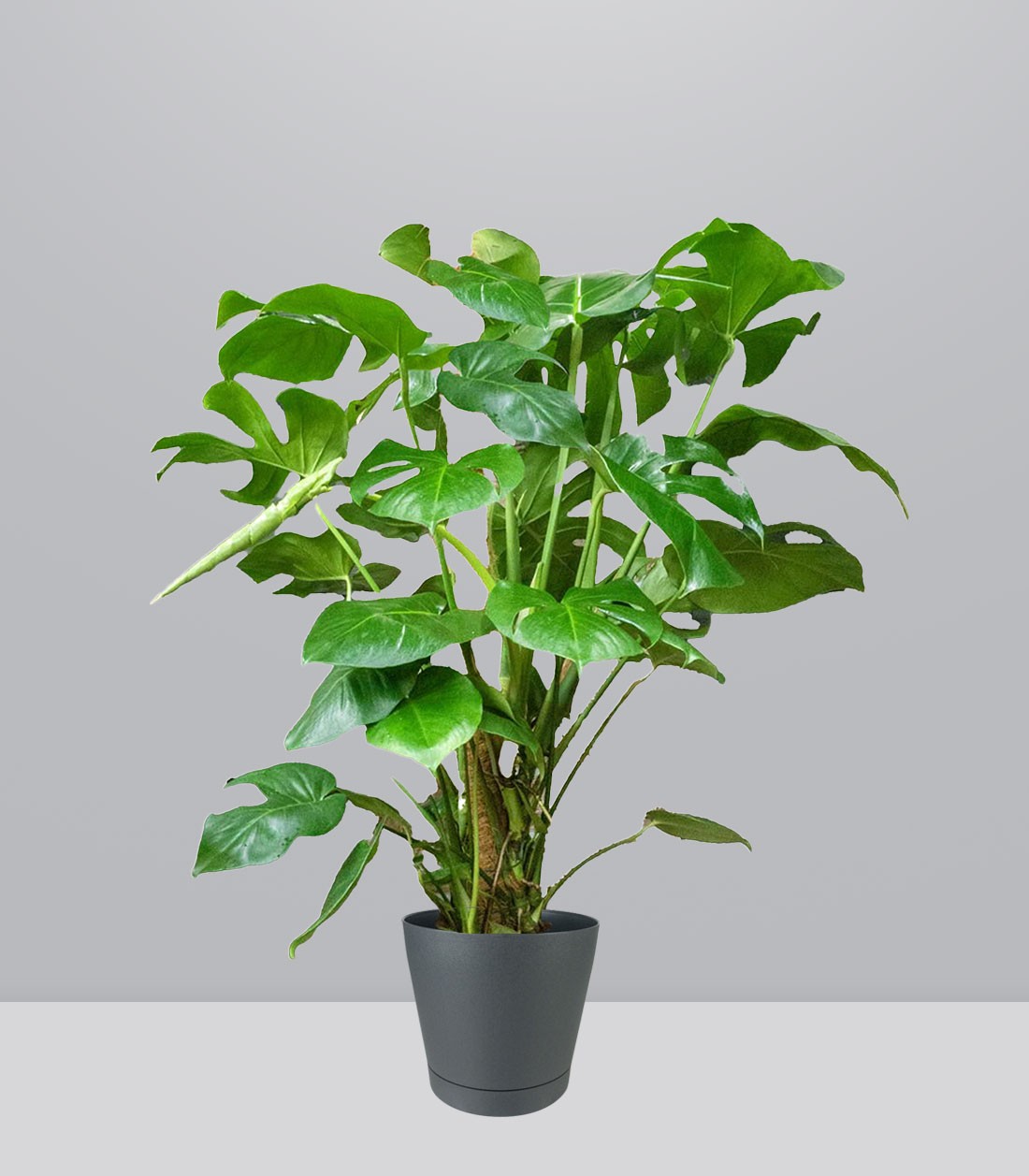 Filodendro Monstera, pianta alta