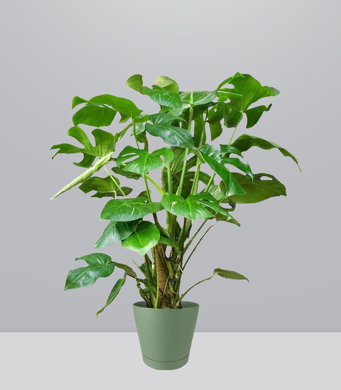 Filodendro Monstera, pianta alta