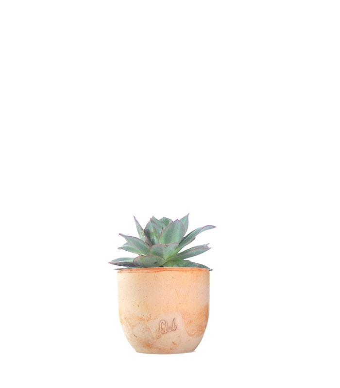 Echeveria subrigida