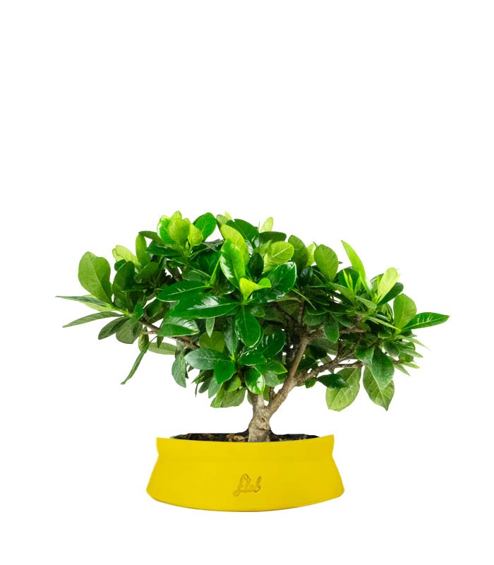 Bonsai di Gardenia H25 cm