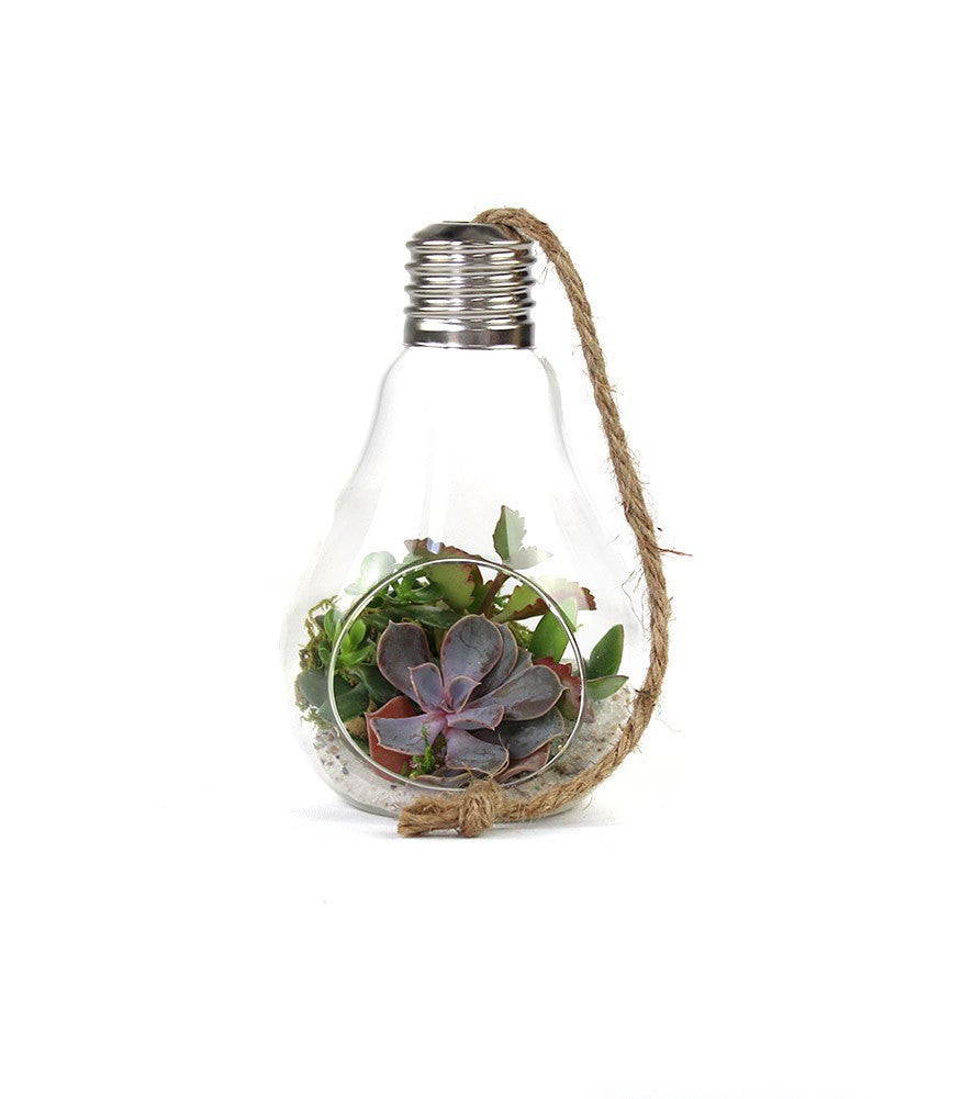 Lampadina Succulente