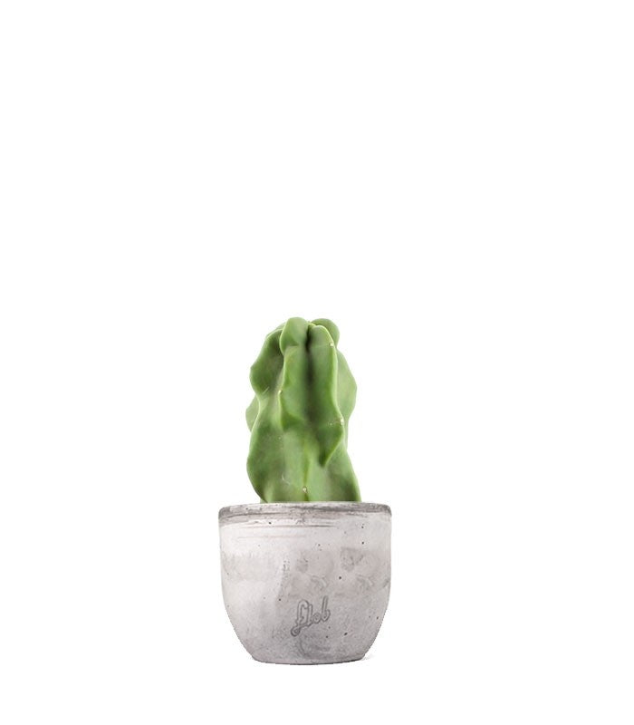 Lophocereus Schotti