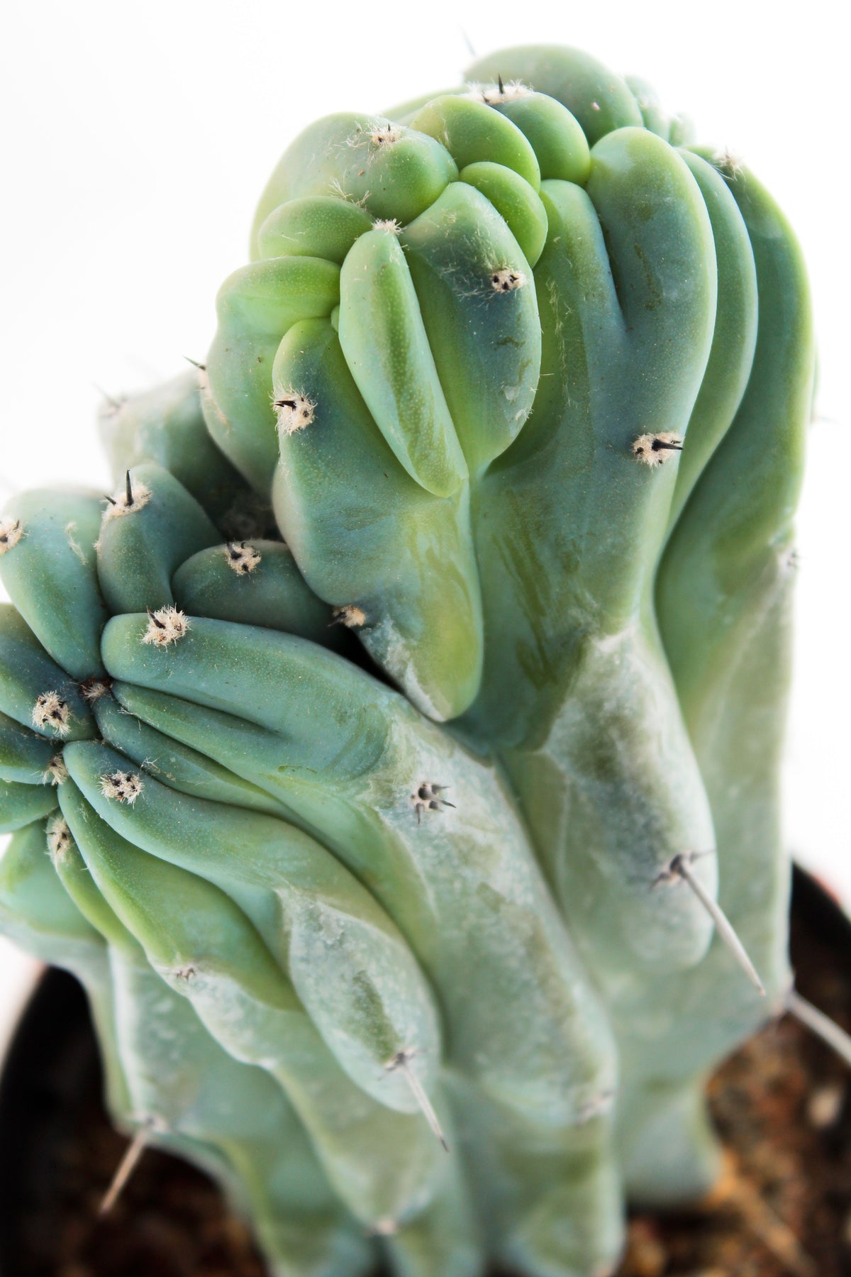 Myrtillocactus Geometrizans Crestato