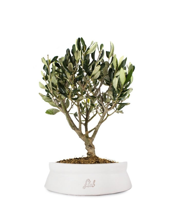Olivo Bonsai
