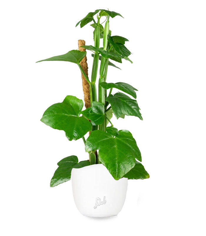 Cissus Quadrangularis su tutore | Altezza 50 cm, vaso 12 cm