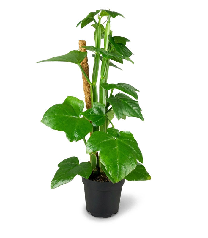 Cissus Quadrangularis su tutore | Altezza 50 cm, vaso 12 cm