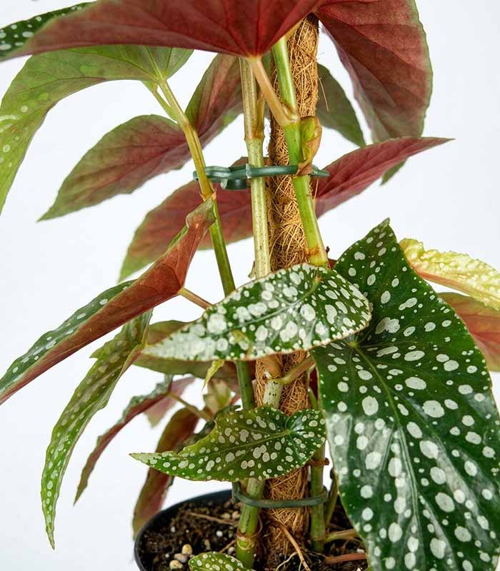 Begonia Maculata su Palo – Altezza 45 cm