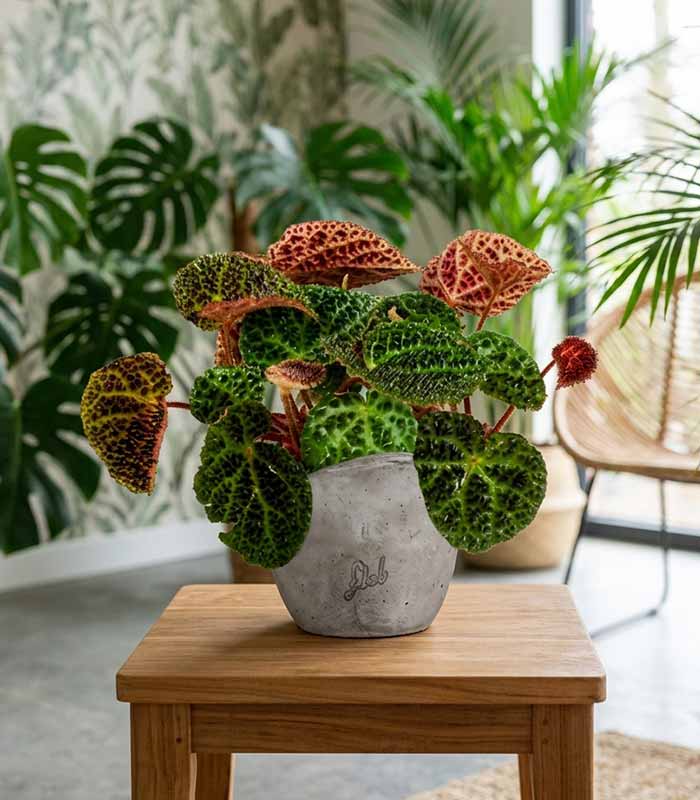 Begonia Ferox