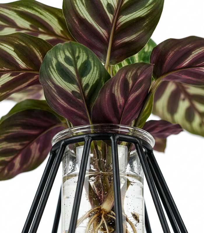 Lume Verde | Pianta in idroponica con lampada LED