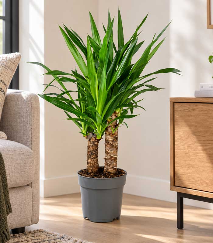 Yucca Elephantipes | Altezza 70 cm, vaso 17 cm