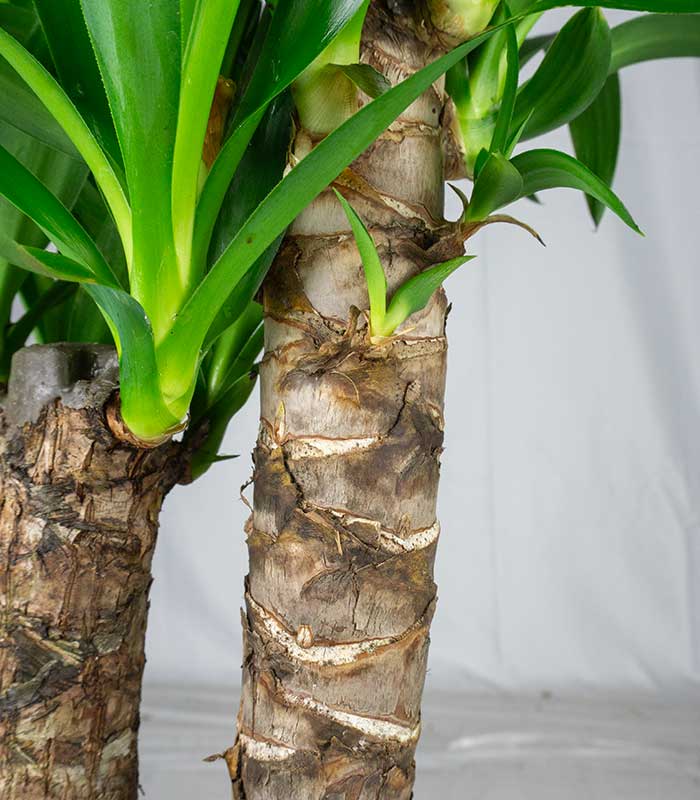 Yucca Elephantipes | Altezza 70 cm, vaso 17 cm