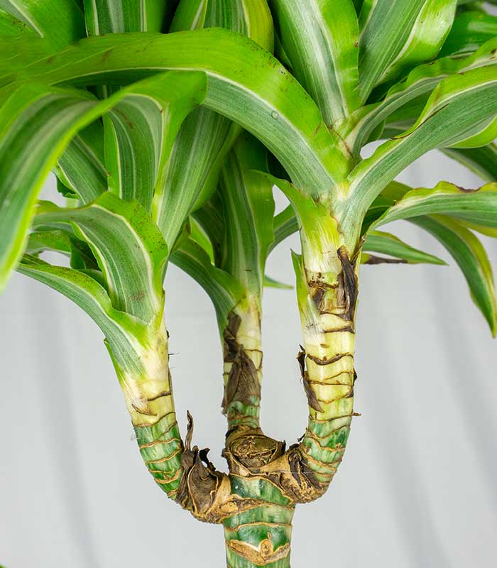 Dracena Lemon a 2 fusti | Altezza 80 cm