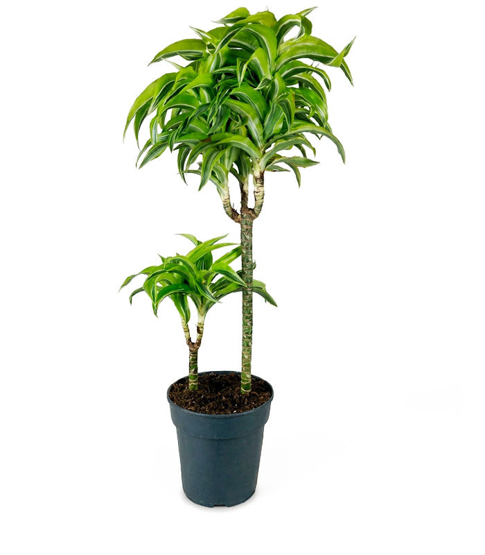 Dracena Lemon a 2 fusti | Altezza 80 cm