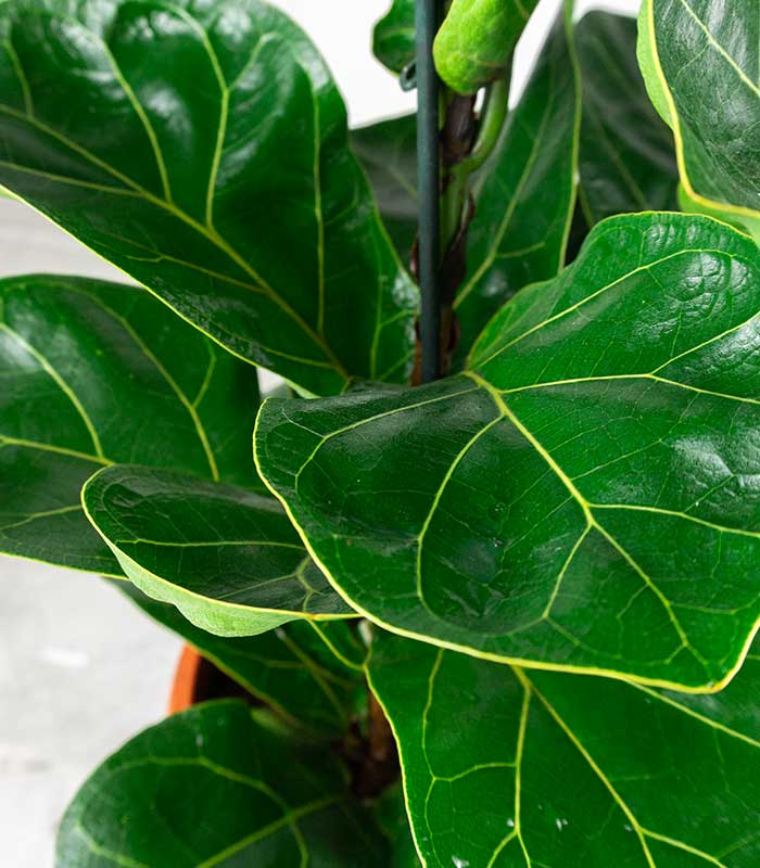 Ficus Lyrata | Altezza 80 cm, vaso 18 cm