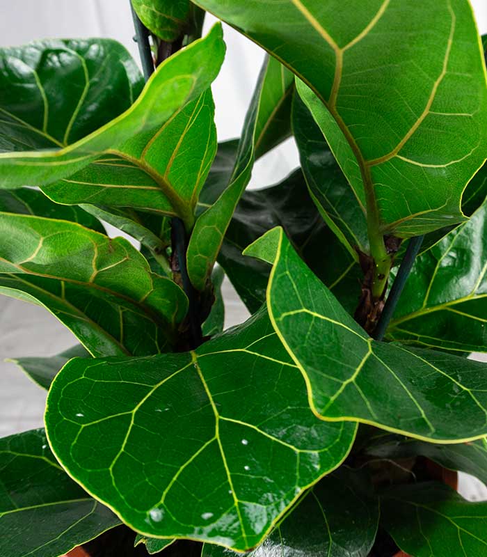 Ficus Lyrata | Altezza 80 cm, vaso 18 cm