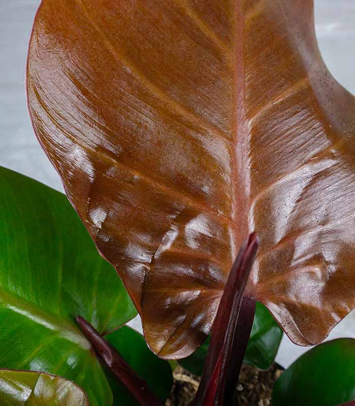 Filodendro Cherry Red