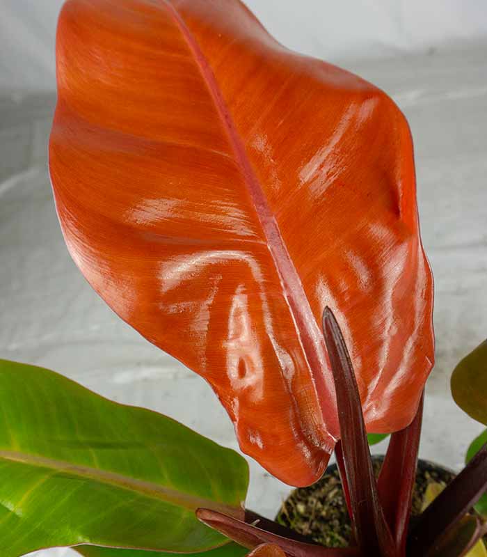Filodendro Prince of Orange