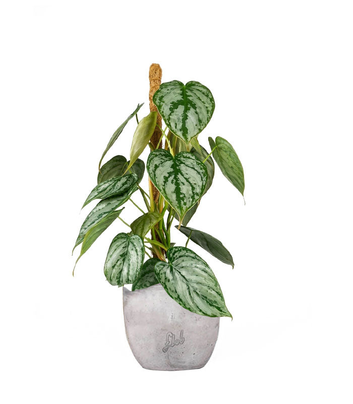 Scindapsus su Palo – Altezza 45 cm