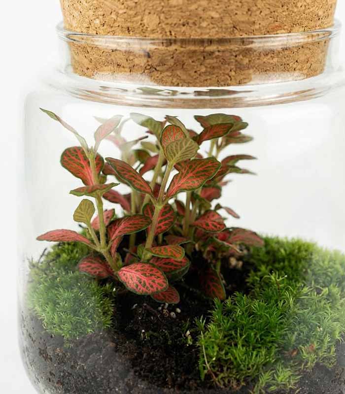 Terrario chiuso con Fittonia – Altezza 20 cm