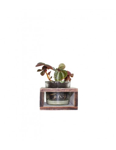 Peperomia con supporto in legno