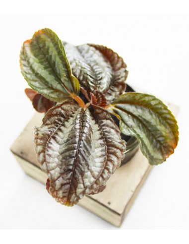 Peperomia con supporto in legno