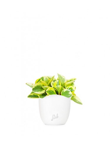 Peperomia green gold