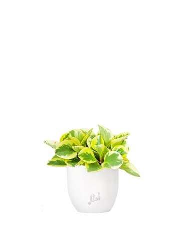 Peperomia green gold